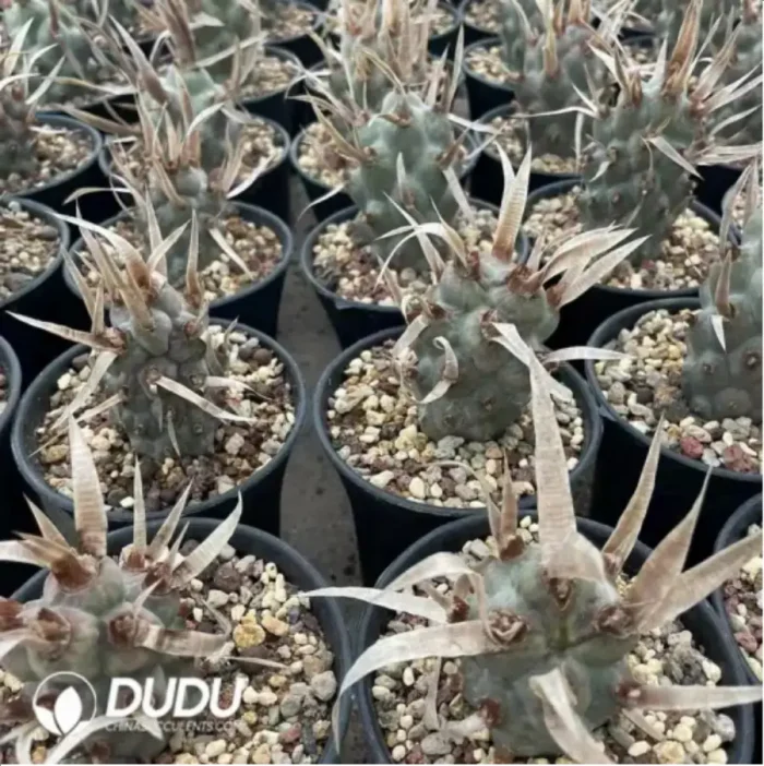 Cactus-Astrophytum myriostigma var. nudum - Image 2