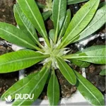 Haraella Freesia hybrida Klatt - Image 2