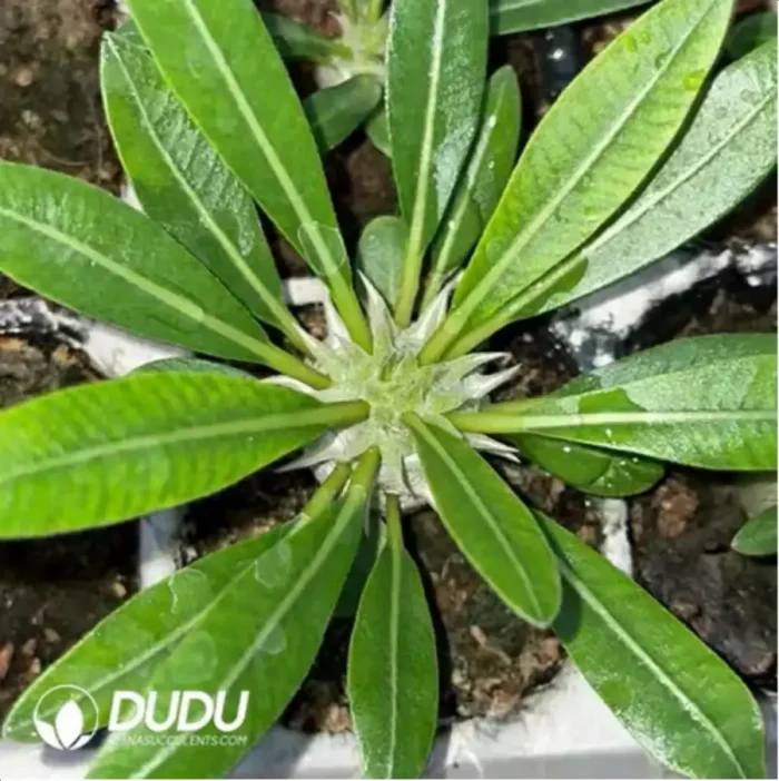 Haraella Freesia hybrida Klatt - Image 2