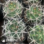 Cactus-Gymnocalycium ambatoense - Image 2