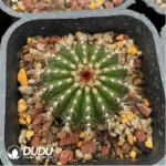 Cactus-Gymnocalycium ambatoense - Image 2