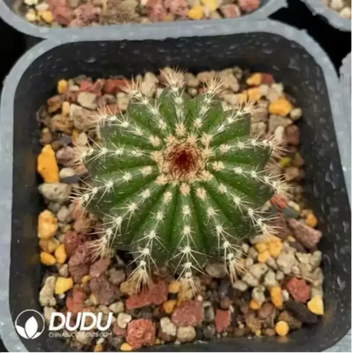 Cactus-Gymnocalycium ambatoense - Image 2