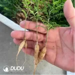 Anacardiaceae-Operculicarya Pachypus - Image 2