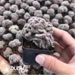 Cactus-Mammillaria Compressa cv Youkan Cristata - Image 2