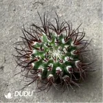 Cactus-Eriosyce Bulbocalyx - Image 2