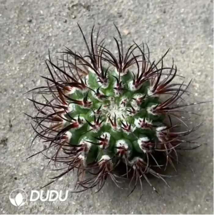 Cactus-Eriosyce Bulbocalyx - Image 2