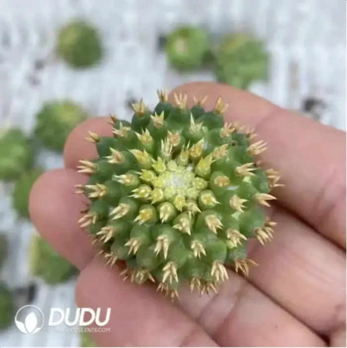 Cactus-Uebelmannia - Image 2