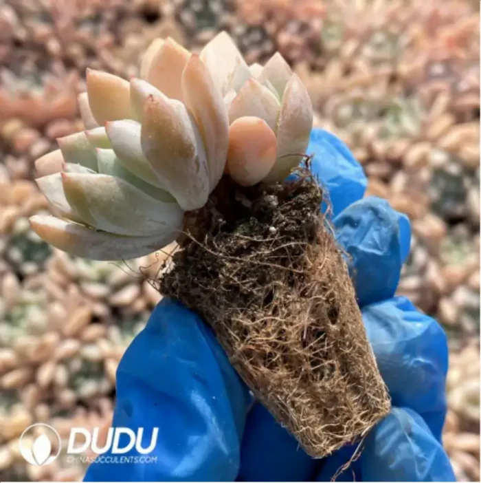 105Pcs/Tray Echeveria Monroe Seedlings(Mix & Match 5+) - Image 3