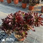 Aeonium Blushing Beauty Cristata - Image 3