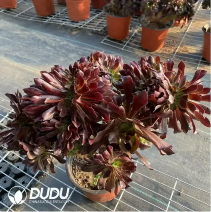 Aeonium Blushing Beauty Cristata - Image 3