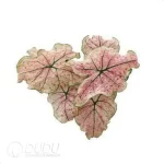 0.3/Pcs Caladium 'CM66' Seedling(100Pcs?? - Image 3