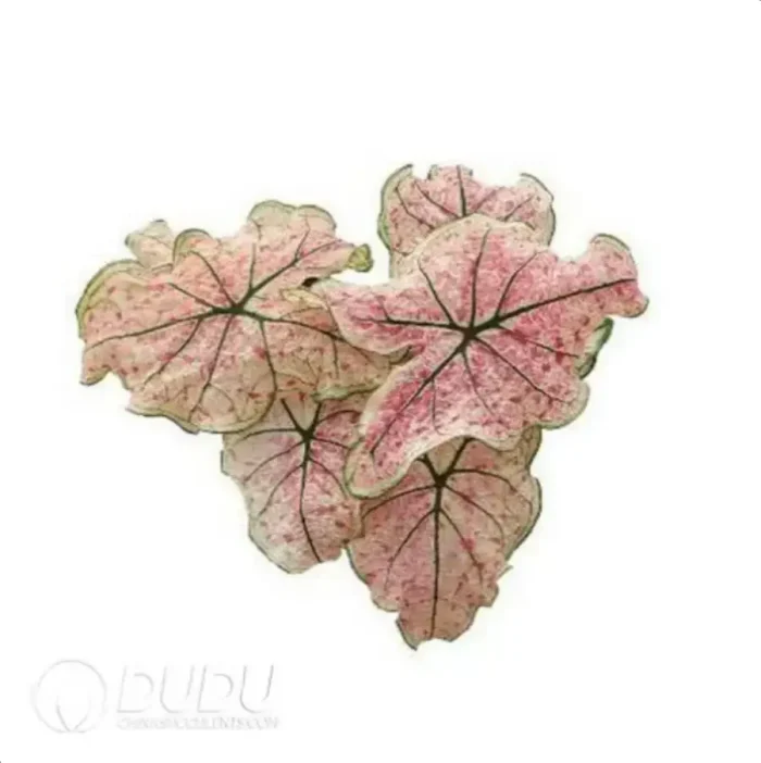 0.3/Pcs Caladium 'CM66' Seedling(100Pcs?? - Image 3