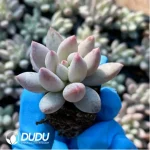 105Pcs/Tray Pachyphytum Solomon Seedlings(Mix & Match 5+) - Image 3