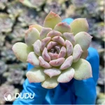 105Pcs/Tray Echeveria Snow Beauty Seedlings(Mix & Match 5+) - Image 3