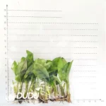 Dieffenbachia 'DS04' Seedling(100Pcs?? - Image 3