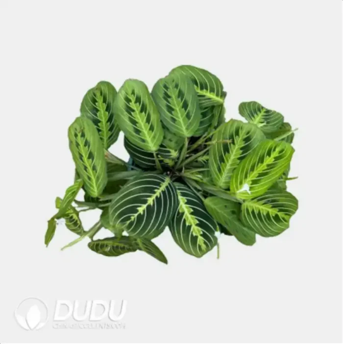 Maranta Leuconeura 'Marisela' Seedling(100Pcs?? - Image 3