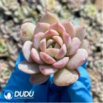 105Pcs/Tray Echeveria Amazing Grace Seedlings(Mix & Match 5+) - Image 3