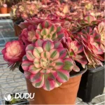 Aeonium Red Sleeve Variegated Cristata - Image 3