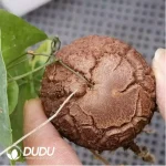 Dioscorea elephantipes (L'H??r.) Engl. - Image 3