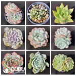 Blind Box Of 90-110mm Echeveria Set (50Pcs) Moq1 - Image 3