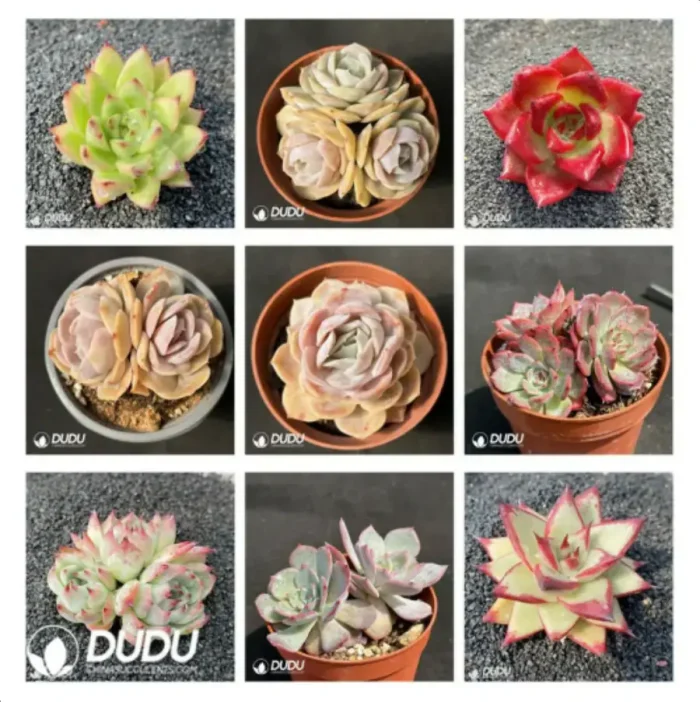 Blind Box Of Echeveria Set (100Pcs Succulents) Moq1 - Image 3