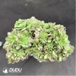 Aeonium canariense var. canariense Cristate - Image 3