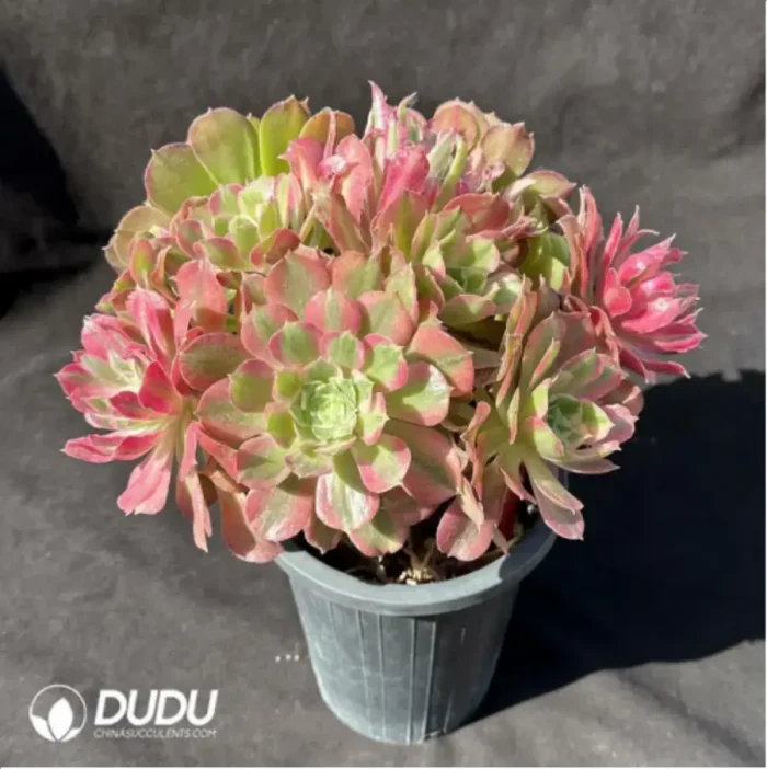 Aeonium Guanghui Variegated Clustering(Chimera
) No.1 - Image 3