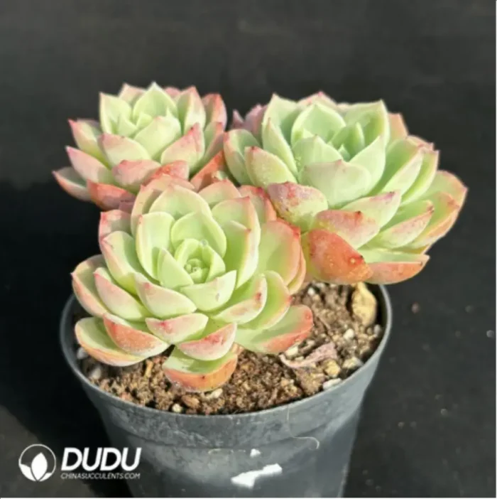 Echeveria Orange Hami melon Clustering - Image 3