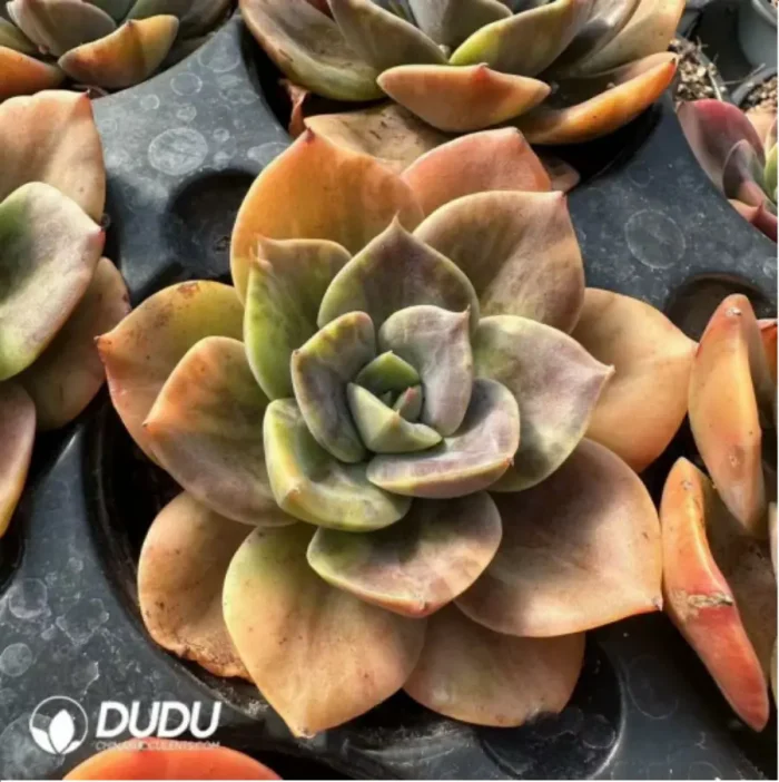Echeveria Brumenka  variegated - Image 3