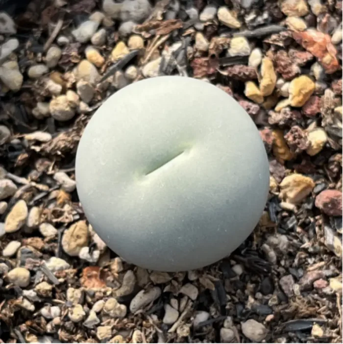 Conophytum-calculus - Image 3