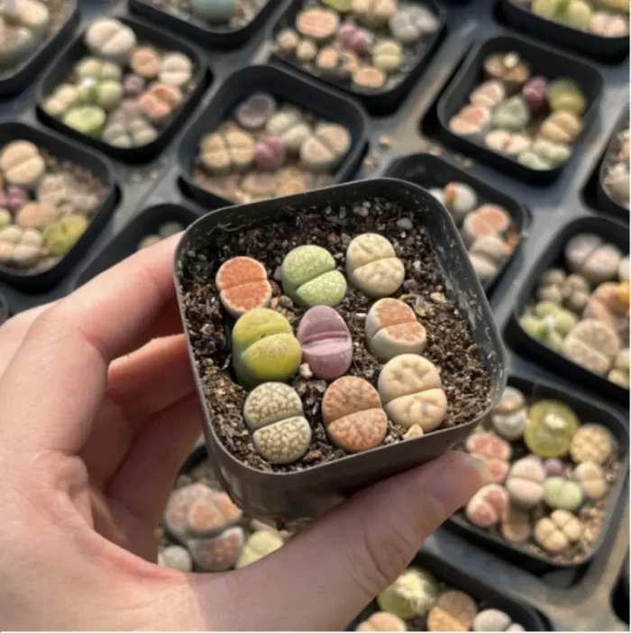 Lithops 2 year South Africa 9PCS Clustering"Pot Sale" - Image 3