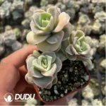 Echeveria Lovely Rose Variegated Clustering - Image 3