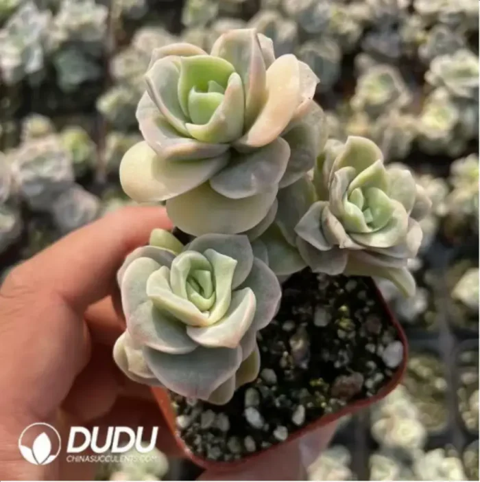 Echeveria Lovely Rose Variegated Clustering - Image 3