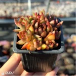 Echeveria Morgan Clustering - Image 3