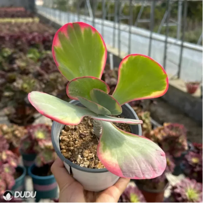 Kalanchoe thyrsifolia Variegated - Image 3