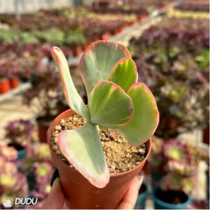 Kalanchoe thyrsifolia Variegated - Image 3
