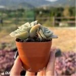 Echeveria 'Lovely Rose' Double Head - Image 3