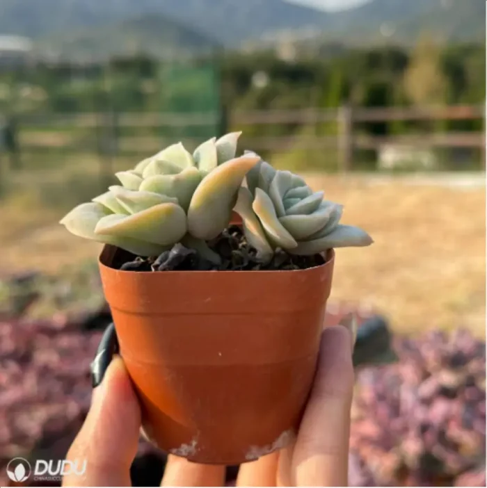 Echeveria 'Lovely Rose' Double Head - Image 3