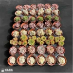 DUDU 48PCS Random Collocation-5 - Image 3