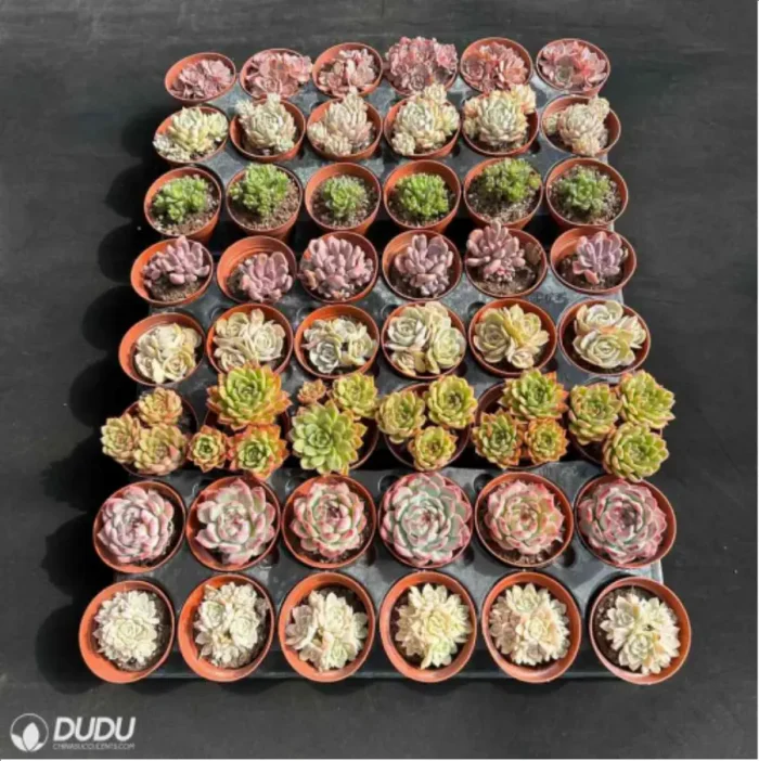 DUDU 48PCS Random Collocation-5 - Image 3