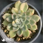 Echeveria Moon Fairy Variegated - Image 3
