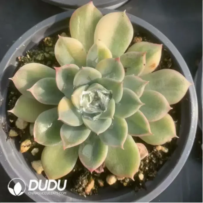 Echeveria Moon Fairy Variegated - Image 3