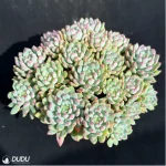 Sedum Blue Elf Clustering - Image 3