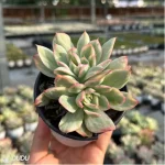 Echeveria Luella variegated Double - Image 3