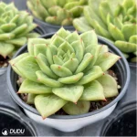 Echeveria Ice Angel variegate - Image 3