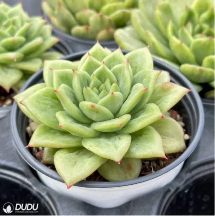 Echeveria Ice Angel variegate - Image 3