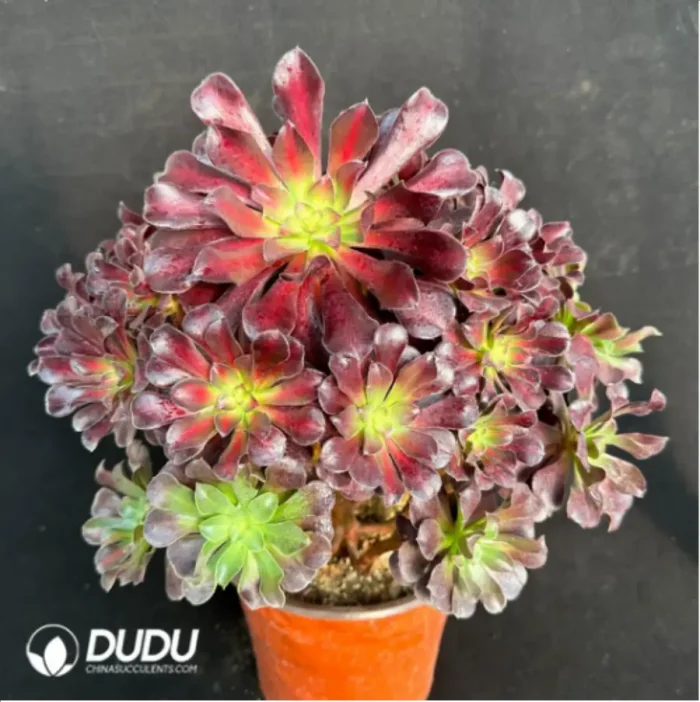 Aeonium Plum Purdy Variegated Clustering - Image 3