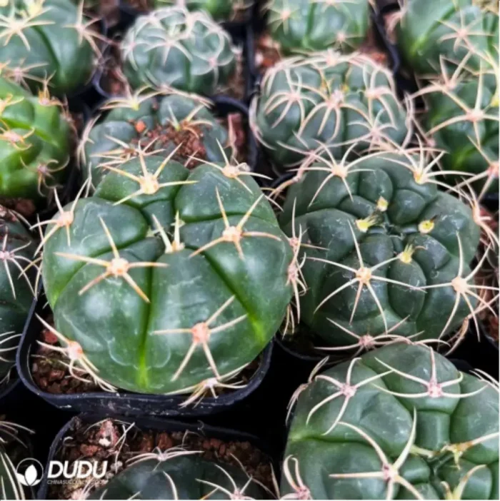 Cactus-Gymnocalcium Paraguayense - Image 3