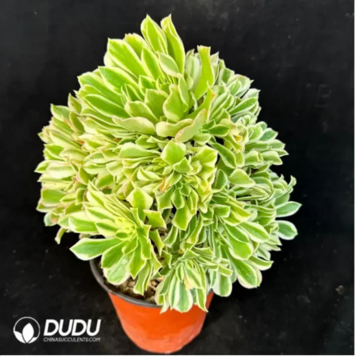Aeonium Jade variegated Clustering - Image 3