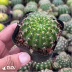 Cactus-Cactaceae Lotus - Image 3